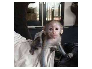 Maimuță Capucină Superbă de Adopție