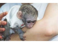 maimute-capucine-de-adoptie-small-0