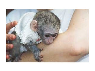 Maimuțe Capucine de Adopție