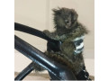 maimute-marmoset-si-capucin-de-vanzare-small-0