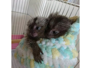 Maimuțe Marmoset disponibile