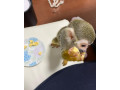 adorabila-maimuta-paianjen-disponibila-small-0