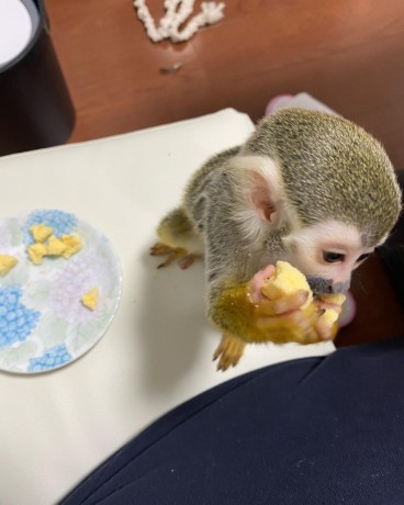 adorabila-maimuta-paianjen-disponibila-big-0