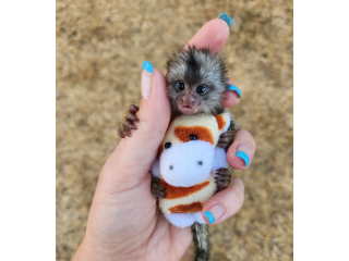 Maimuțe Marmoset Pigmee gemene disponibile