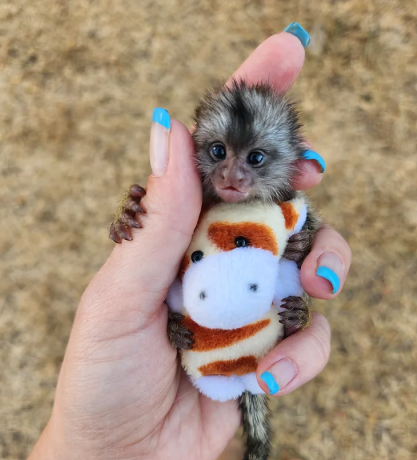 maimute-marmoset-pigmee-gemene-disponibile-big-0
