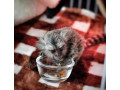 maimuta-marmoset-de-vanzare-small-0