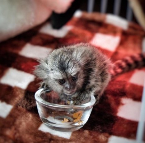 maimuta-marmoset-de-vanzare-big-0