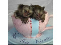 maimute-marmoset-de-vanzare-small-0
