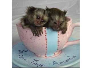 Maimuțe Marmoset de vânzare