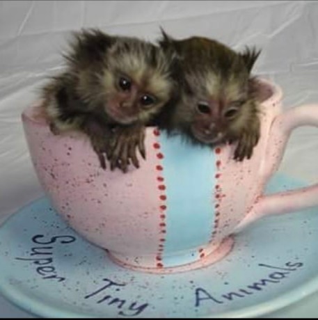maimute-marmoset-de-vanzare-big-0
