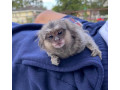 maimute-pigmee-adorabile-de-vanzare-small-0
