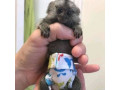 mascul-marmoset-sanatos-disponibil-small-0