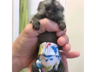 Mascul Marmoset sănătos disponibil