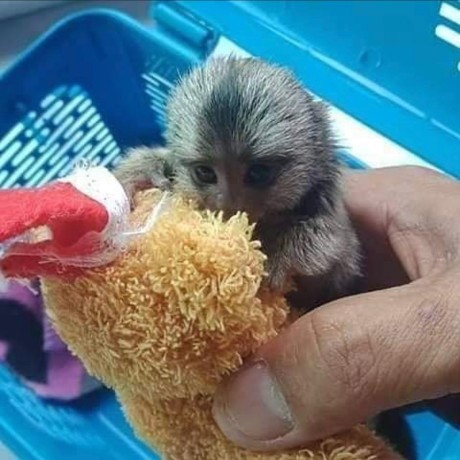 pui-de-maimuta-marmoset-de-vanzare-big-0