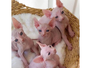 Pisicuțe Sphynx sănătoase disponibile