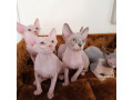 pisicute-sphynx-adorabile-de-vanzare-small-0