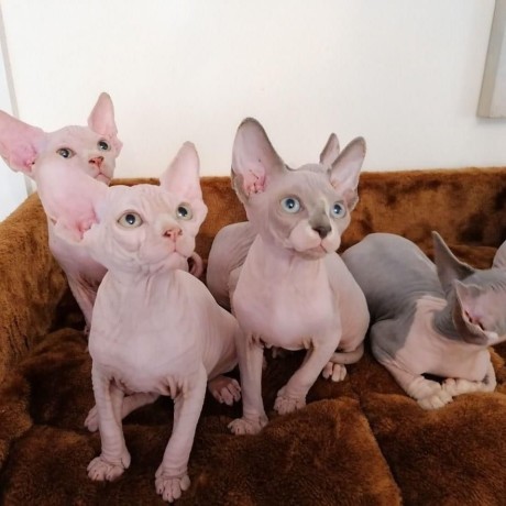 pisicute-sphynx-adorabile-de-vanzare-big-0