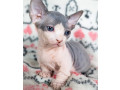pisicute-sphynx-minunate-de-vanzare-small-0