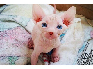 Pisici Sphynx femele de culoare bo disponibile