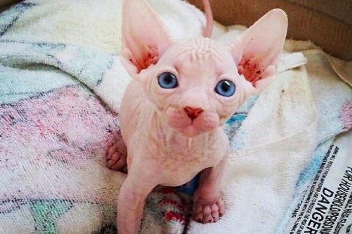 pisici-sphynx-femele-de-culoare-bo-disponibile-big-0