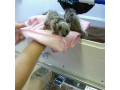 maimute-marmoset-disponibile-de-vanzare-small-0