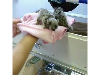 Maimuțe Marmoset disponibile de vânzare
