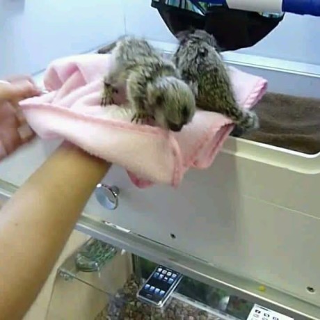 maimute-marmoset-disponibile-de-vanzare-big-0