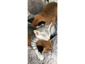 pisoi-serval-si-caracal-si-frumoasa-savannah-small-2