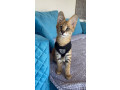 pisoi-serval-si-caracal-si-frumoasa-savannah-small-5