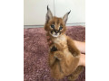 pisoi-serval-si-caracal-si-frumoasa-savannah-small-1