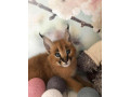 pisoi-serval-si-caracal-si-frumoasa-savannah-small-4