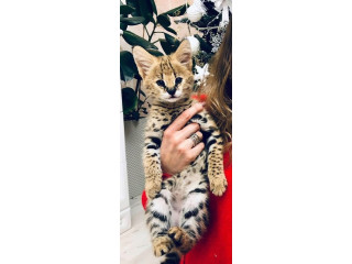 Pisoi serval și caracal și frumoasa Savannah
