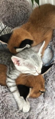 pisoi-serval-si-caracal-si-frumoasa-savannah-big-2