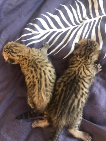 pisoi-serval-si-caracal-si-frumoasa-savannah-big-3