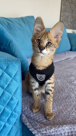 pisoi-serval-si-caracal-si-frumoasa-savannah-big-5