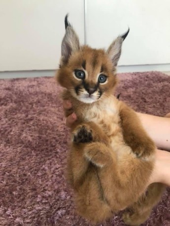 pisoi-serval-si-caracal-si-frumoasa-savannah-big-1