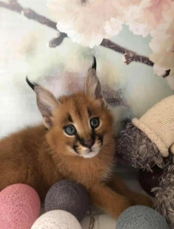 pisoi-serval-si-caracal-si-frumoasa-savannah-big-4