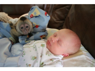 Maimuțe capucină inteligente, pui de maimuță,
