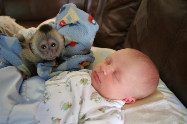 maimute-capucina-inteligente-pui-de-maimuta-big-0