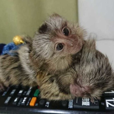 maimute-marmoset-sanatoase-pui-de-degete-gata-de-vanzare-big-0