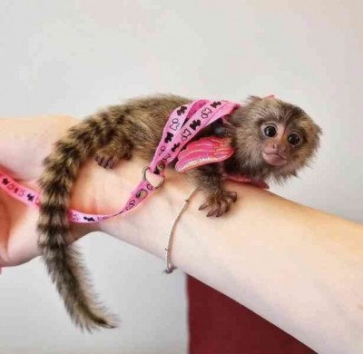 maimute-marmoset-mici-gata-de-vanzare-big-0