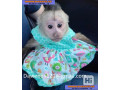 maimute-capucina-inteligente-pui-de-maimuta-gata-de-vanzare-small-0