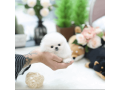 catei-pomeranian-sanatosi-tip-ceasca-de-ceai-de-vanzare-small-0