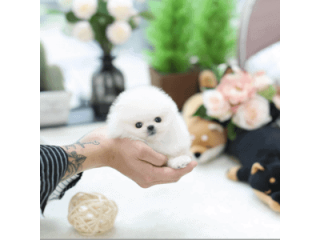 Căței Pomeranian sănătoși, tip ceașcă de ceai, de vânzare