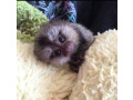 maimute-marmoset-dragute-si-sanatoase-de-vanzare-small-0