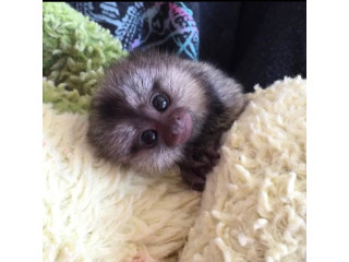 Maimuțe marmoset drăguțe și sănătoase de vânzare