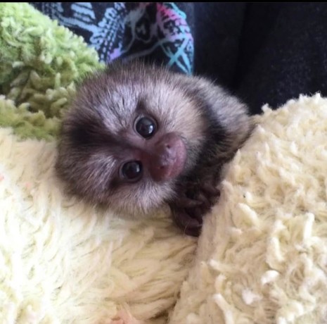 maimute-marmoset-dragute-si-sanatoase-de-vanzare-big-0