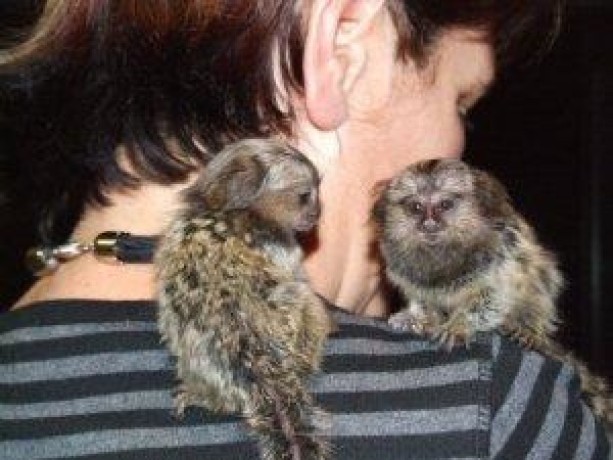 maimute-marmoset-pentru-adoptare-big-0