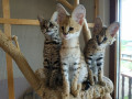pisici-serval-si-savannah-small-0