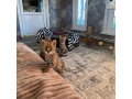 pisici-serval-si-savannah-small-5